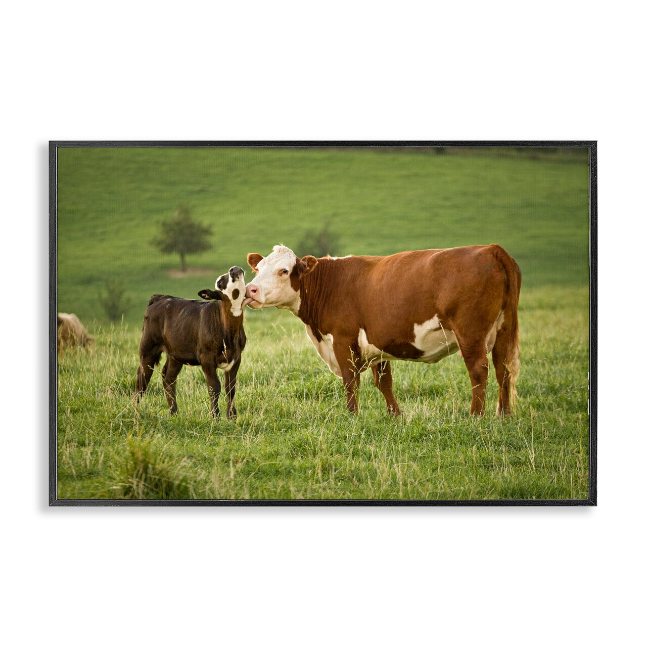 Stupell Industries Cow & Calf Preening Framed Giclee Wall Art Design by Marty Hulsebos